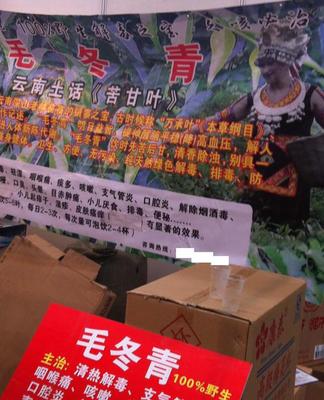 毛冬青批發(fā)與預包裝食品供應 苦甘葉、萬承葉的專業(yè)選擇